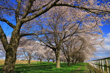 青空と桜並木