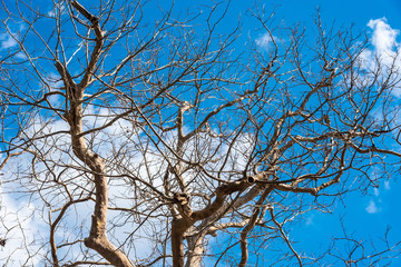 Tree branches under the blue sky.Thailand.