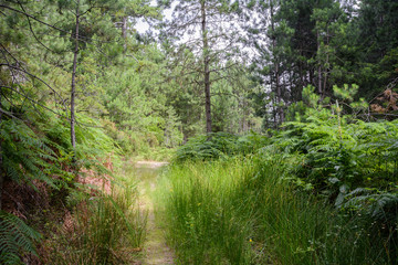 Obraz premium Sithonia, Chalkidiki, Greece - June 27, 2014: Path in the woods of northern Greece in summer sunny weather