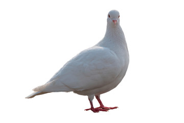 isolated white pigeon on texture