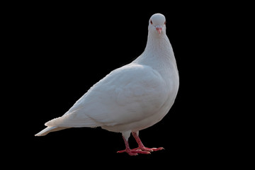 isolated white pigeon on texture