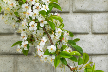 Spring white blossoms on tree branch against the wall