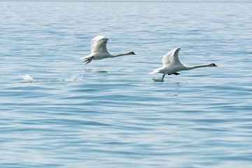 cute swan flying on lake