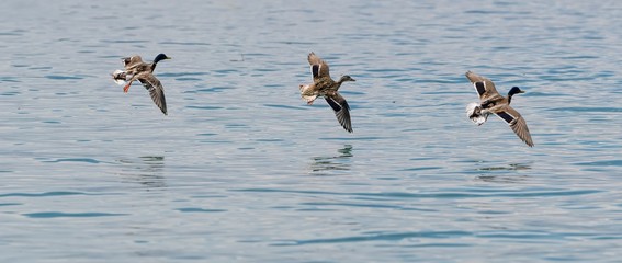 three ducks  flying on lake