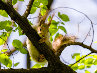 A pregnant squirrel in a state of spring shedding lies in a tree and looks at the photographer.