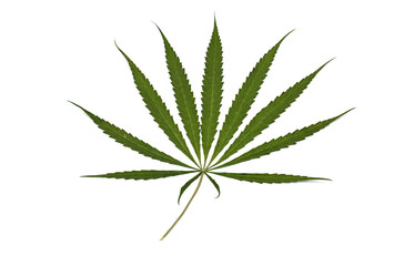 marijuana leaf isolated on white background. Growing medical marijuana.