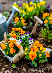 The spring colorful flowers ready for planting.