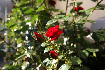 Red rose with buds in the garden