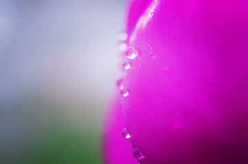 Beautiful pink rose close up with water drops. Bud blooms on a branch with highlight. Macro.