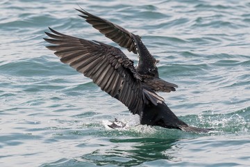 black cormorant flying on lake