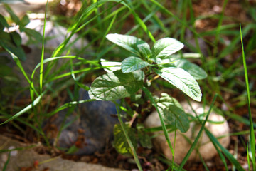 Fresh mint in the garden