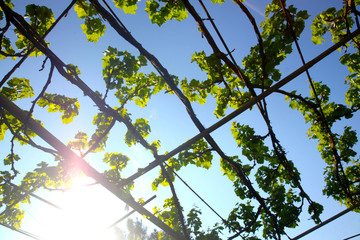Grape stalks and blue sky