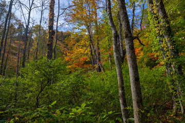 Obraz premium Autumn forest moriyoshi