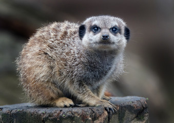 Obraz premium The meerkat or suricate is a small carnivoran belonging to the mongoose family. It is the only member of the genus Suricata.