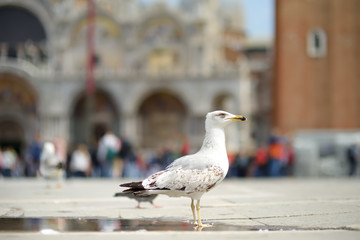 Sea gull on San Marco's square in Venice, Italy