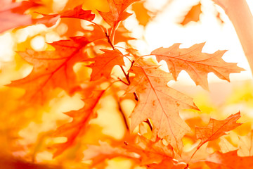 Yellow oak leaves against the sun, change of season