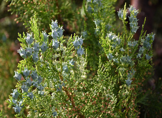 Cypress branches in the yard in spring