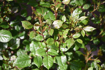 Rose in the yard in spring