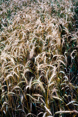 Wheat field on a sunny spring day