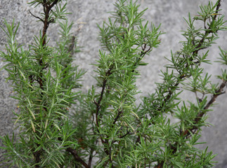 Rosemary in the yard in spring