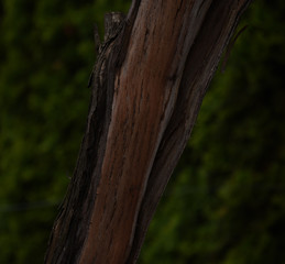 Hanging vine tree bark in the yard