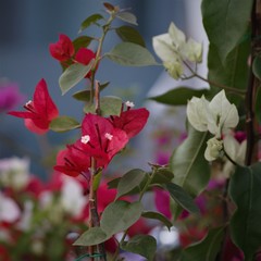 flowers in the garden