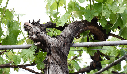 Fototapeta premium Hanging vine springs in spring