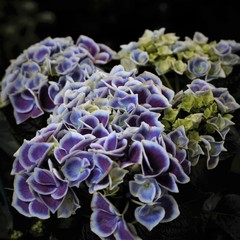  Hydrangea