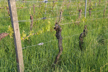 Green Grapes Vines in Vineyard during Spring