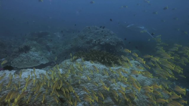 A school of Bigeye Snapper and a Oceanic Manta Ray  on a colorful healthy coral reef. South Raja Ampat dive site Magic mountain 4k footage