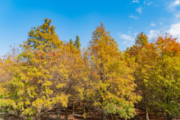 Taxodium distichum in fall color with red with orange leaves