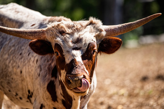 Longhorn Bull In The Paddock