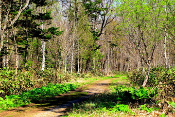 札幌、野幌森林公園の散歩道の風景