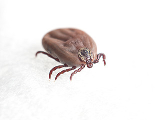 blood sucking insect mite on white background