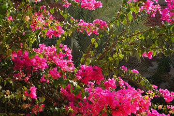 bougainvillea plant as very nice texture