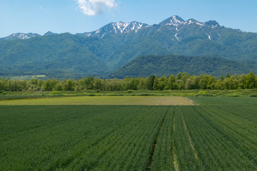 夏の芦別岳と農地