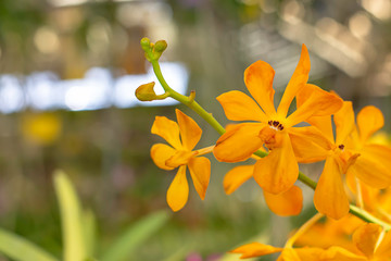 Beautiful Orange Orchid Background blurred leaves in the garden.