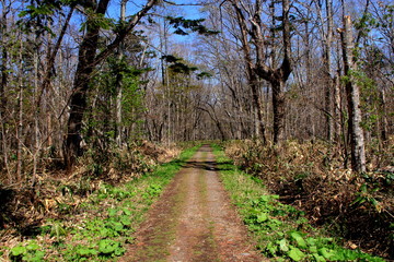札幌、野幌森林公園の散歩道の風景