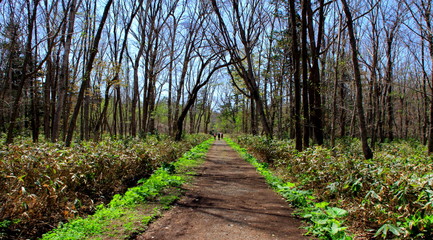 札幌、野幌森林公園の散歩道の風景