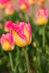 Fototapeta premium pink tulip with yellow in the garden...