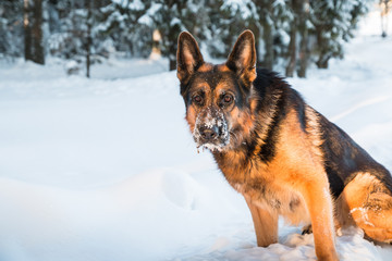 Dog German Shepherd in a winter day
