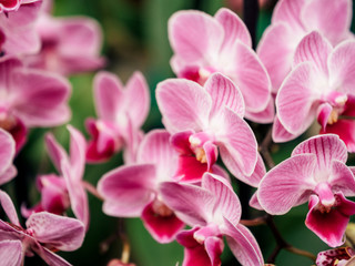 Beautiful orchid flower close-up in florist store
