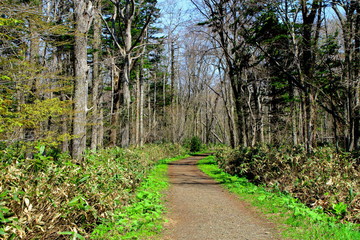 札幌、野幌森林公園の散歩道の風景