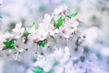 Obraz premium Abstract floral background. Delicate spring flowers in pastel colors. Banner background with copy space.