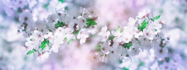 Abstract floral background. Delicate spring flowers in pastel colors. Banner background with copy space.