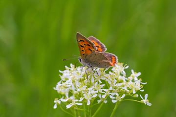 small brown butterfly sitting on white flower in green grass