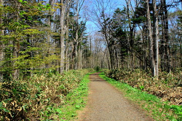 札幌、野幌森林公園の散歩道の風景