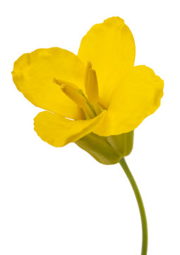 Colza flower (Brassica napus )