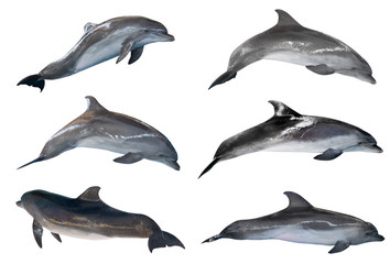 six grey bottlenose dolphins on white