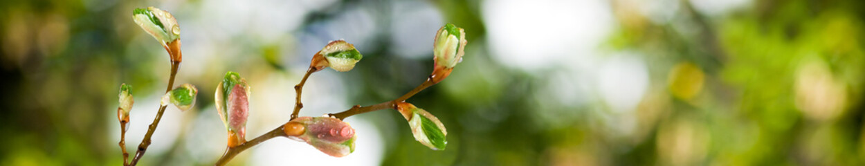 isolated image of buds on a tree branch against the sky